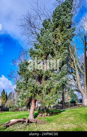 Ein entwurzelter und krumm gezockter Nadelbaum nach einem schweren Sturm. Stockfoto