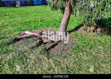 Ein entwurzelter und krumm gezockter Nadelbaum nach einem schweren Sturm. Stockfoto