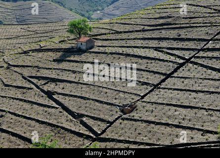 FRANKREICH ROUSSILLON WEINBAU BANYULS Stockfoto