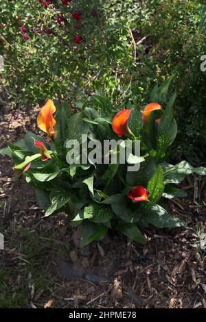 Orange Calla Lilien wächst in Garden Surrey England Stockfoto