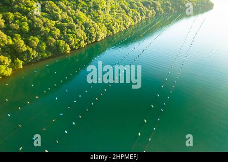 Austernfarm hängende Körbe in den Gewässern der Lim Bay in der Nähe von dichten Wald auf Berg. Netze im warmen Wasser bei hellem Sonnenlicht im warmen Sommer anbauend. Luftaufnahme Stockfoto