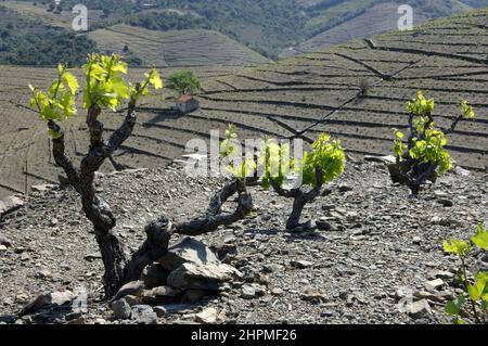 [FRANKREICH ROUSSILLON WEINBAU BANYULS Stockfoto