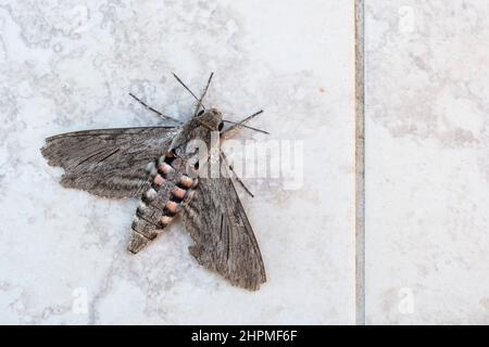 Convolvulus Hawk-Motte (Agrius convolvuli). Stockfoto