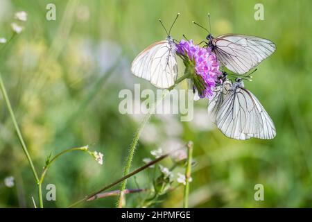 Schwarz-geädertes Weiß (Aporia crataegi). Stockfoto