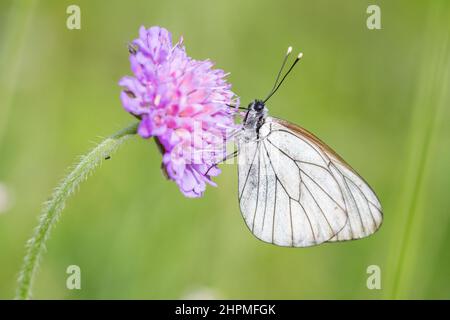 Schwarz-geädertes Weiß (Aporia crataegi). Stockfoto
