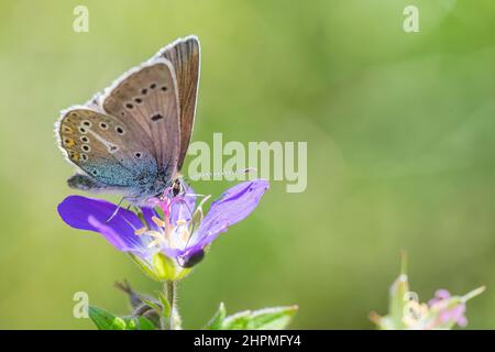Geranium argus (Eumedonia eumedon oder Aricia eumedon). Stockfoto