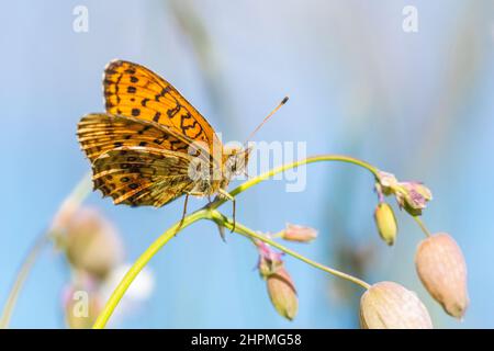 Kleiner marmorter Fritillär (Brentthis ino). Stockfoto