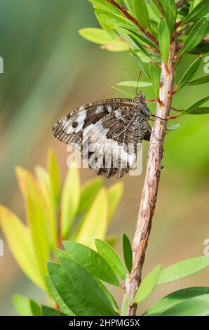 Große, gebänderte Äsche (Brintesia circe). Stockfoto