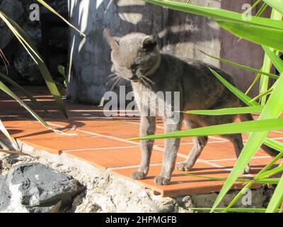 Graue Katze auf einer Terrasse in der Sonne beobachtet und überwacht die Umwelt. Stockfoto