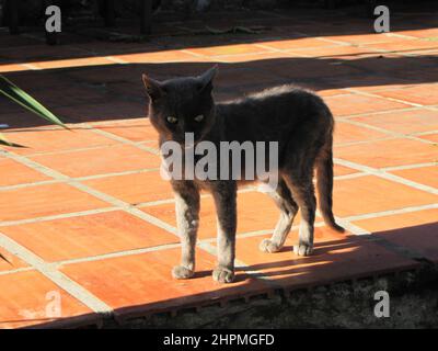 Graue Katze auf einer Terrasse in der Sonne beobachtet und überwacht die Umwelt. Stockfoto