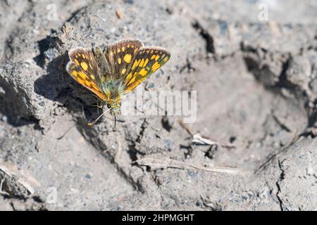 Karierter Skipper oder arktischer Skipper (Carterocephalus palaemon) Stockfoto