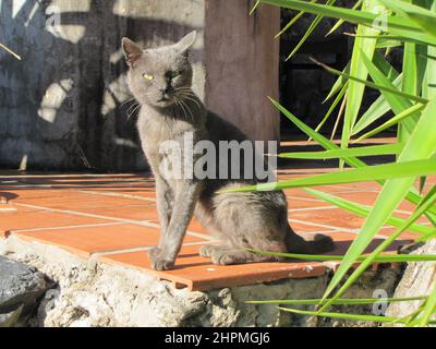 Graue Katze auf einer Terrasse in der Sonne beobachtet und überwacht die Umwelt. Stockfoto
