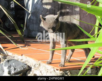 Graue Katze auf einer Terrasse in der Sonne beobachtet und überwacht die Umwelt. Stockfoto