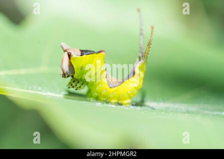 Cerura vinula, die Kumpelmotte, ist ein Lepidopteran aus der Familie Notodontidae. Stockfoto