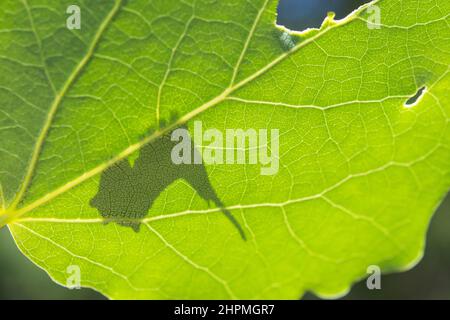 Cerura vinula, die Kumpelmotte, ist ein Lepidopteran aus der Familie Notodontidae. Stockfoto