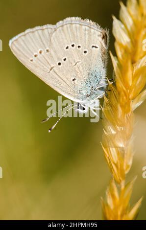 Cyaniris semiargus, der Mazarinblau, ist ein paläarktischer Schmetterling aus der Familie Lycaenidae, weiblich. Stockfoto