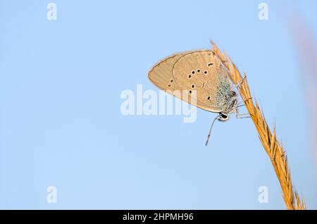 Cyaniris semiargus, der Mazarinblau, ist ein paläarktischer Schmetterling aus der Familie Lycaenidae, weiblich. Stockfoto