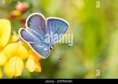 Cyaniris semiargus, der Mazarinblau, ist ein paläarktischer Schmetterling aus der Familie Lycaenidae, männlich. Stockfoto