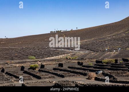 La Geria Weinanbaugebiet, Yaiza, Lanzarote, Kanarische Inseln. Stockfoto