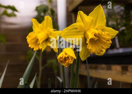 Narcissus niederländische Meistersorte. Eine große Trompetendivision 1 Daffodil mit schönen goldgelben Blüten im Gewächshaus als verschwommener Hintergrund Stockfoto