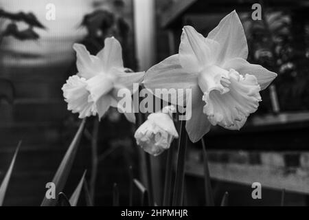 Narcissus niederländische Meistersorte. Eine große Trompetendivision 1 Daffodil in monochrom mit schönen Blumen im Gewächshaus als verschwommener Hintergrund Stockfoto