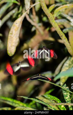 Heliconius erato, der rote Postbote, Balzritual. Stockfoto