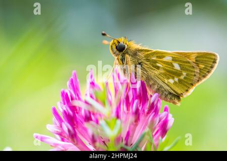 Hesperia Comma, der Silberfleckige Skipper oder gewöhnliche Schiffsführer, ist ein Schmetterling der Familie Hesperiidae. Stockfoto