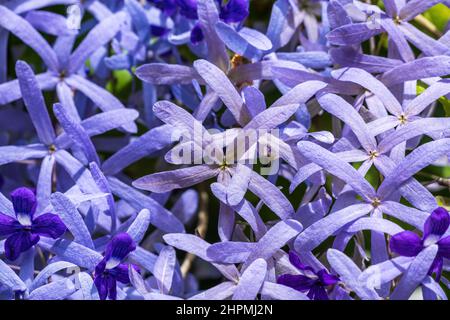 Lila Kranz (Petrea volubilis) Nahaufnahme - Florida, USA Stockfoto