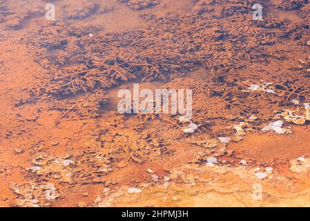 Details der Felsformationen in den Mammoth Hot Springs im Yellowstone National Park, Wyoming, USA Stockfoto