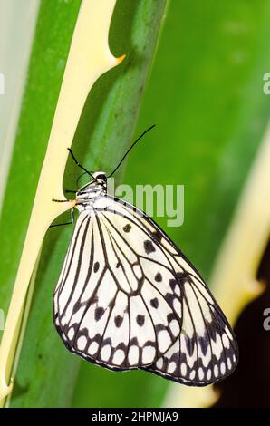 Idea leuconoe, auch bekannt als Papierdrachen-Schmetterling, Reispapierschmetterling, große Baumnymphe oder in Australien der weiße Nymphenschmetterling. Stockfoto