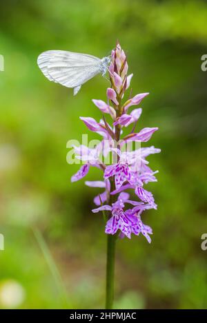 Leptidea sinapis (Holzschmetterling) oder Leptidea reali (Réals Holzschmetterling) zwei nicht unterscheidbare Schmetterlinge auf dem Foto, von der Familie Pieridae. Stockfoto