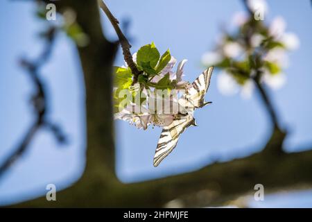 Der seltene Schwalbenschwanz (Iphiclides podalirius) ist ein Schmetterling der Familie Papilionidae, der auf einem Apfelbaum steht. Stockfoto