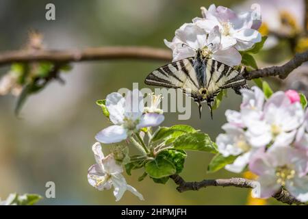 Der seltene Schwalbenschwanz (Iphiclides podalirius) ist ein Schmetterling der Familie Papilionidae, der auf einem Apfelbaum steht. Stockfoto