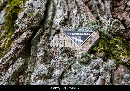 Rinde einer alten Eiche mit dem deutschen Zeichen „Naturdenkmal“, das in englischer Sprache in „Naturdenkmal“ übersetzt wird Stockfoto