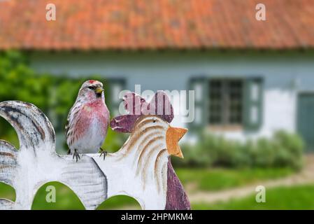 Gemeiner Rotkehlchen (Acanthist flammea / Fringilla flammea) auf Holzgarten Ornament des Hauses in der Landschaft thront Stockfoto