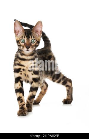 Bengal-Katze isoliert auf weißem Hintergrund Stockfoto