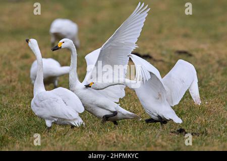 Tundra-Schwäne / Bewicks-Schwäne (Cygnus bevickii / Cygnus columbianus bevickii) rufen und zeigen im Frühjahr auf Wiese / Grasland Stockfoto