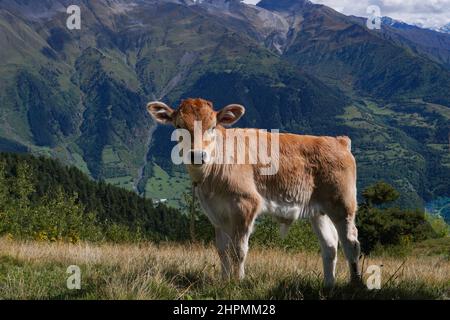 Ein Kalb grast auf einer Bergwiese hoch in den Bergen. Blick auf eine Berglandschaft in Georgien mit grünem Gras und einem Kalb. Umweltfreundlich in Europa Stockfoto