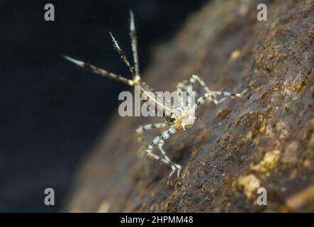 Weißbeine-Damselfliegenlarve (Platycnemis pennipes) Stockfoto