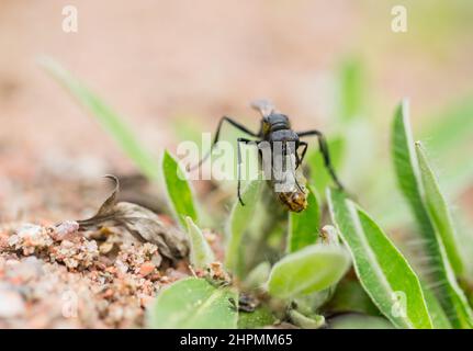 Haarige Beutelwespe, die Beute trägt (Podalonia hirsuta) Stockfoto