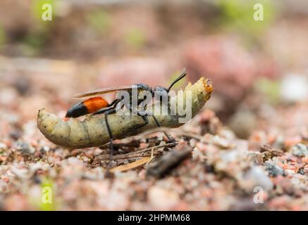 Haarige Beutelwespe, die Beute trägt (Podalonia hirsuta) Stockfoto