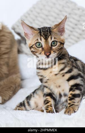 Junge bengalkatze, die auf einem Schafspelz liegt Stockfoto