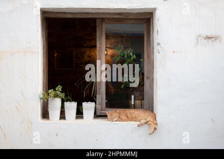 Die Katze schläft vor dem Fenster. Fenster mit Blumen umgeben.Gelbe Katze. Stockfoto