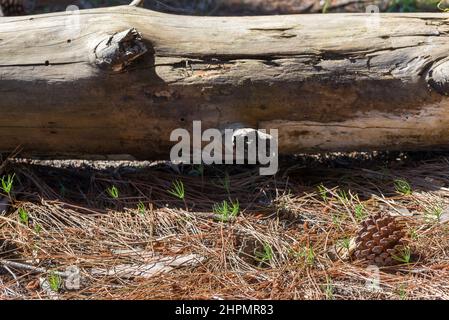 Details der Baumstämme in einem Pinienwald, San Gregorio de Polanco, Tacuarembo, Uruguay. Stockfoto