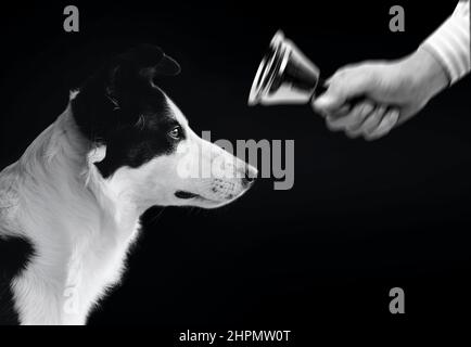 Pavlov Dog Experiment Stockfoto
