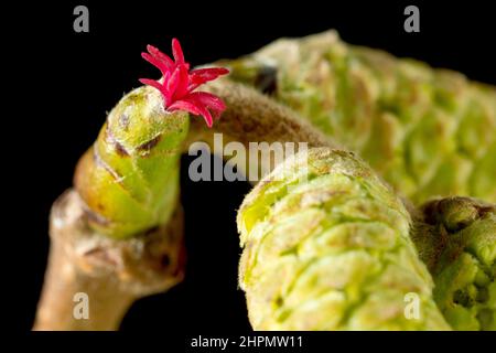 Hasel oder Kobnut (corylus avellana), Nahaufnahme des Stilllebens der winzigen weiblichen Blume, die über den männlichen Kätzchen sitzt, isoliert vor schwarzem Hintergrund. Stockfoto