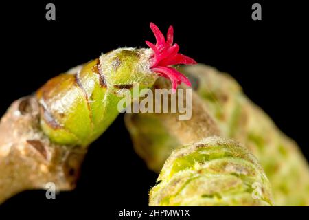 Hasel oder Kobnut (corylus avellana), Nahaufnahme des Stilllebens der winzigen weiblichen Blume, die über den männlichen Kätzchen sitzt, isoliert vor schwarzem Hintergrund. Stockfoto
