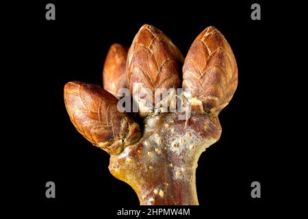 Eiche, möglicherweise Englische Eiche (quercus robur), Nahaufnahme der Standzeit mehrerer Blattknospen am Ende eines Astes, isoliert vor schwarzem Hintergrund. Stockfoto