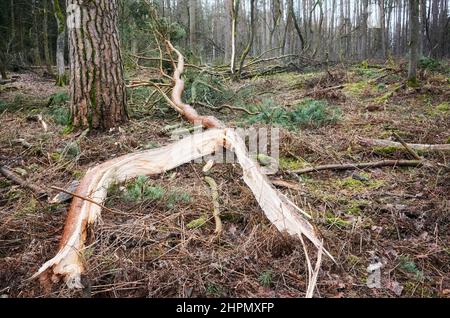 Zerbrochener Baum in einem Wald nach einem schweren Sturm. Stockfoto