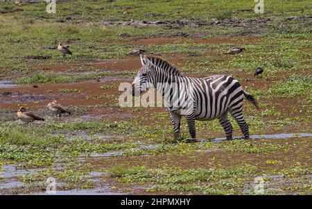 Ebenen Zebra zusammen mit ägyptischen Gänsen in flachem Wasser. Stockfoto